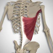 It is not a single muscle, but a group of muscles. The Latissimus Dorsi And Teres Major Muscles 3d Muscle Lab