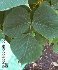 Image result for Pueraria