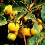 Image result for Vitex doniana