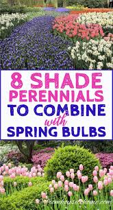 Some even peek through the last of the winter snow. Spring Flower Combinations 8 Beautiful Shade Perennials To Combine With Spring Bulbs Gardening From House To Home Spring Bulbs Garden Shade Perennials Garden Bulbs