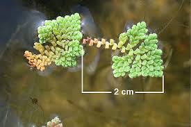 Image result for Azolla pinnata
