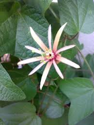 Image result for Passiflora sanguinolenta
