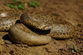 In romania exista 2 categorii de vipere: È™erpii Din Romania