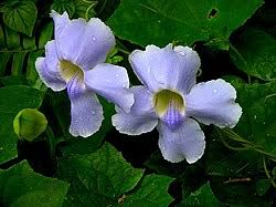 Image result for Thunbergia graminifolia
