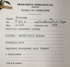 Image result for Justicia nyassana