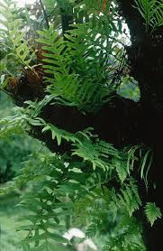 Image result for Drynaria