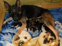 All black german shepherd puppies for sale in north carolina. All Black And Sable Akc German Shepherd Puppies For Sale For Sale In Angier North Carolina Classified Americanlisted Com