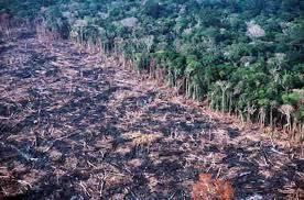 Jika laju penebangan hutan tidak berubah, kalimantan diyakini akan kehilangan 6 juta hektar hutan hingga 2020, artinya hanya kurang enam langkah strategis yang dapat menjadi indikator positif dan kuat serta terukur dari pemerintah indonesia kepada dunia sebagai wujud komitmen menghentikan. Bagaimana Penebangan Hutan Menyebabkan Pemanasan Global Amazine Co