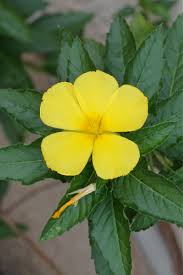 Image result for Turneraceae