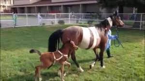 We did not find results for: Uc Davis Veterinary Hospital 2017 Youtube