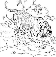 You can print or download them to color and offer them to your family and friends. Get This Tiger Coloring Pages To Print For Free 46021