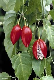 Image result for Adenia gummifera