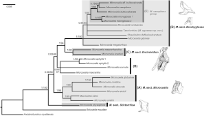 Image result for Microcoelia physophora