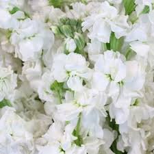 Stock White Flower Fiftyflowers Com White Flowers Flower Bouquet Wedding Stock Flower