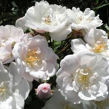 rosa moschata nastarana trevor white roses