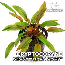 Top cryptocoryne types for planted aquariums. Cryptocoryne Wendtii Florida Sunset Premium Buces