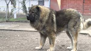 We did not find results for: The Russian Bear Dog What You Need To Know K9 Web