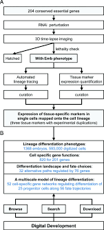 Overview Of Digital Development Database A Flow Chart