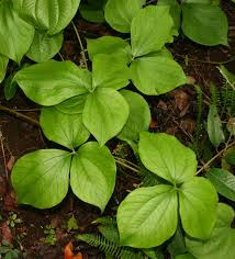 Image result for Dioscorea dumetorum