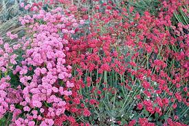 Image result for Eriospermum roseum