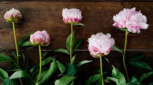 They are opened up and ready to summer. How To Care For Peonies Fiftyflowers