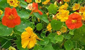 Check spelling or type a new query. Plant Of The Week Nasturtium Is A Genus Of Approximately 80 Species Of Annual And Perennial Plants All Parts Of The Plant Are Edible The Colourful Flower