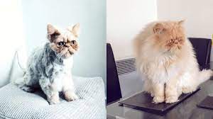 Other cats might give definite signs of what age they are in, but not how long they have to go to complete it. How Long Does It Take For A Persian Cat S Hair To Grow Back Persian Cat Corner