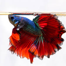 It's also important to note that not all bettas are the same. Commonly Asked Questions About Bettas