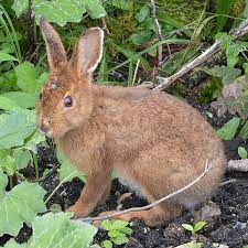 Snowshoe Hare Facts Info Traits Care Guide With Pictures Pet Keen