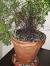 Illustration Maidenhair Fern
