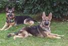 Male vs. Female German Shepherd: What is the Difference ...