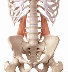 The discs between these vertebrae create a natural lumbar lordosis (a spinal curvature that is concave posteriorly). The Trickster Hipster Muscle Progressive Physical Therapy
