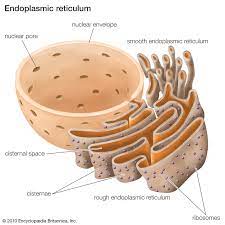 Maybe you would like to learn more about one of these? Endoplasmic Reticulum Definition Function Location Britannica