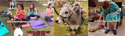 Henüz petting zoo hakkında görüş yok. Pony Petting Zoos Party Carousel Rides Dallas Fort Worth