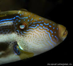 Images By Christine Walsh Fishes Of Australia S Temperate Seas Leatherjackets Fish Fishing Australia Image