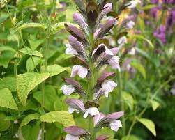 Check spelling or type a new query. Acanthus Mollis Morning Candle Mount Venus Nursery