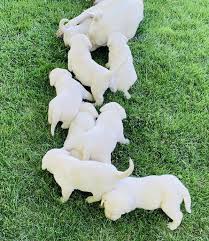 Maybe you would like to learn more about one of these? White Labrador Retriever Puppy Litters Coal Creek Labrador Retrievers
