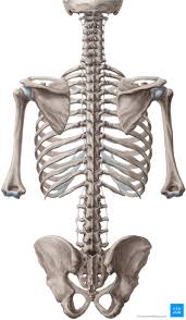 Wirbelsaule Columna Vertebralis Anatomie Und Aufbau Kenhub