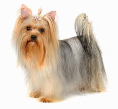 Though the topic is found within the simpsons universe, a proper name is not available. The Yorkie Coat Facts Care Grooming Haircut Styles Playbarkrun