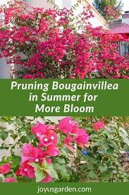Pruning Bougainvillea In Summer To Encourage More Bloom In 2021 Bougainvillea Plants Florida Gardening
