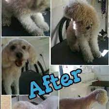 Happy scrappy mobile pet grooming provides pet grooming services for man's best friend in san antonio & surrounding. Happy Scrappy Mobile Pet Grooming Oakwell Farms 1802 Ne Loop 410 Ste 25