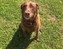 Maybe you would like to learn more about one of these? Knoxville Labrador Retriever Rescue Home Facebook