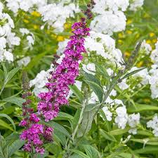 Image result for buddleia davidii