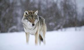 Die gunners, die auf den . Norway S Wolves Saved For This Year As Animal Rights Groups Fight Cull Norway The Guardian
