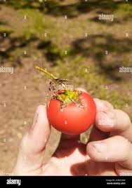 Image result for Solanum capsicoides