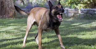 Malinois streams live on twitch! Scary Dog Breeds Top 10 Mean Looking Dogs