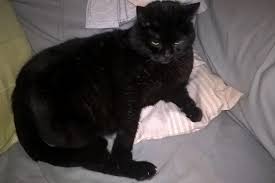 En Cherchant Son Chat Perdu Elle Retrouve Celui De Sa Mere Disparu Depuis Quatre Ans La Presse De La Manche