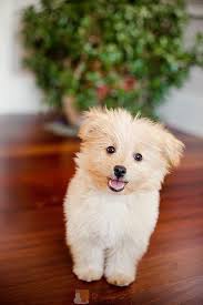 Black And Brown Puppy Names Poo Pom Poodle Pomeranian Mix Mine S Name Is Spankie But He S More Brown And Black Than This Adorable Little Guy Cute Animals Pets Animals