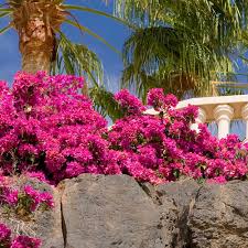 Image result for Bougainvillea