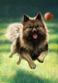 Mittle Spitz Dog Art Canine Drawing Art